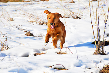 Image showing Dog outdoor at snow