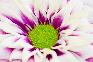 Image showing Chrysanthemum with green center