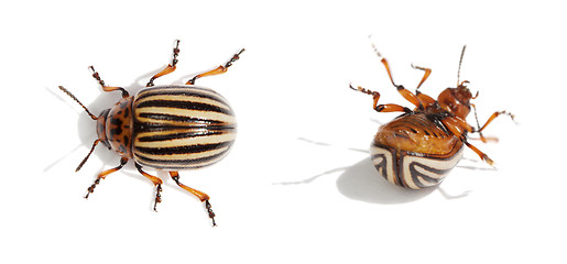 Image showing Two Colorado bugs. Live and dead.