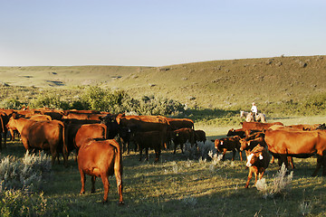 Image showing Cattle Round Up