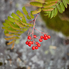 Image showing Fruits of wild red mountain ash