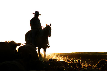 Image showing Cattle Round Up