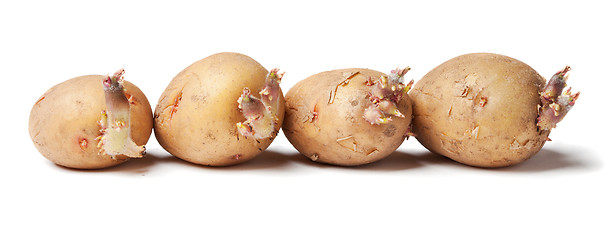 Image showing Tubers of a potato with sprouts