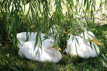 Image showing Ducks