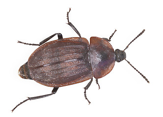 Image showing Brown large bug isolated on white background