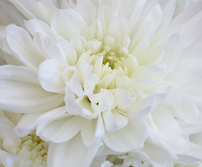 Image showing White chrysanthemum - flower closeup