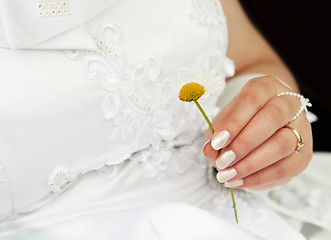 Image showing Woman wonders with chamomile