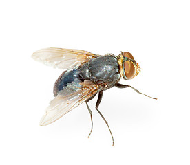 Image showing Common fly - hotbed of infection, isolated