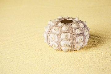 Image showing Exoskeleton of sea urchin on sand