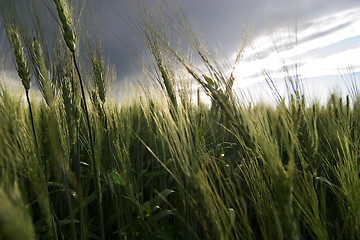 Image showing Wheat Field