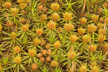 Image showing Surface of bog in summer. Green moss.