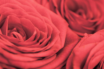 Image showing Background - flowers red roses