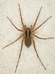 Image showing Big brown spider on wall