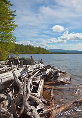 Image showing Big heap of rotten wood on bank of lake