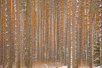 Image showing Pine winter forest - trunks of trees