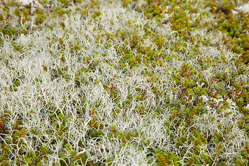 Image showing Ground covered by moss and lichen - northern tundra