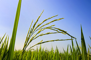 Image showing Paddy Field