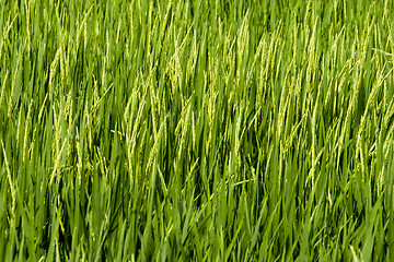 Image showing Paddy Field