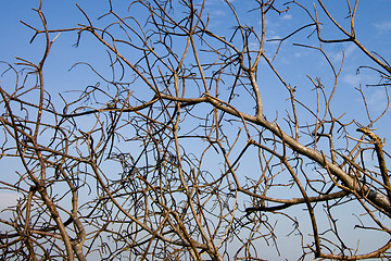 Image showing Tree Branches