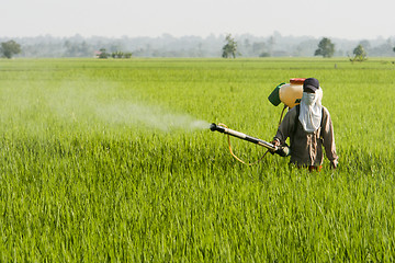 Image showing Asia Paddy Field