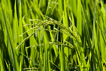 Image showing Paddy Field