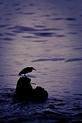 Image showing Heron Silhouette