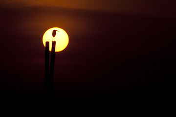 Image showing Heron Silhouette