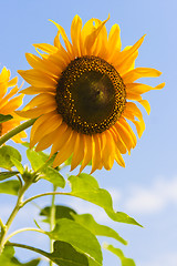 Image showing Blooming Sunflower