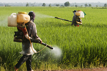 Image showing Asia Paddy Field