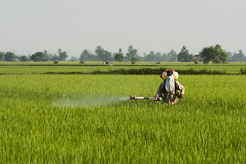 Image showing Asia Paddy Field