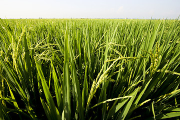 Image showing Paddy Field