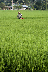 Image showing Asia Paddy Field