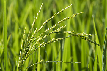 Image showing Paddy Field