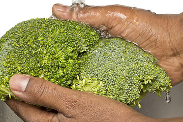 Image showing Washing broccoli