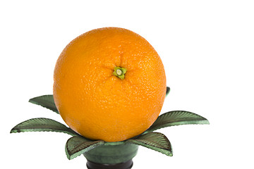 Image showing Orange