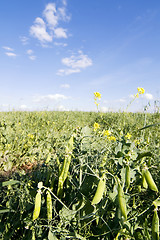 Image showing Pea Field