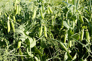 Image showing Pea Field