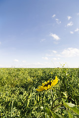 Image showing Wild Sunflower