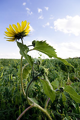 Image showing Wild Sunflower