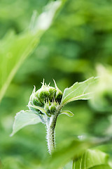 Image showing Wild Sunflower