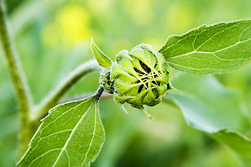 Image showing Wild Sunflower