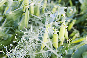 Image showing Chickpea Plant