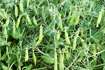 Image showing Chickpea Plant