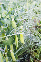 Image showing Chickpea Plant