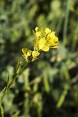 Image showing Wild Mustard Plant