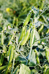 Image showing Chickpea Plant