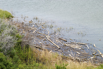Image showing Drift Wood