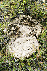 Image showing Cow Pie Detail