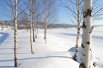 Image showing Trees by the lake