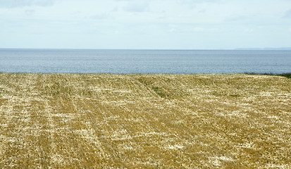 Image showing prince edward island grain field